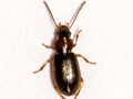 Acupalpus dubius